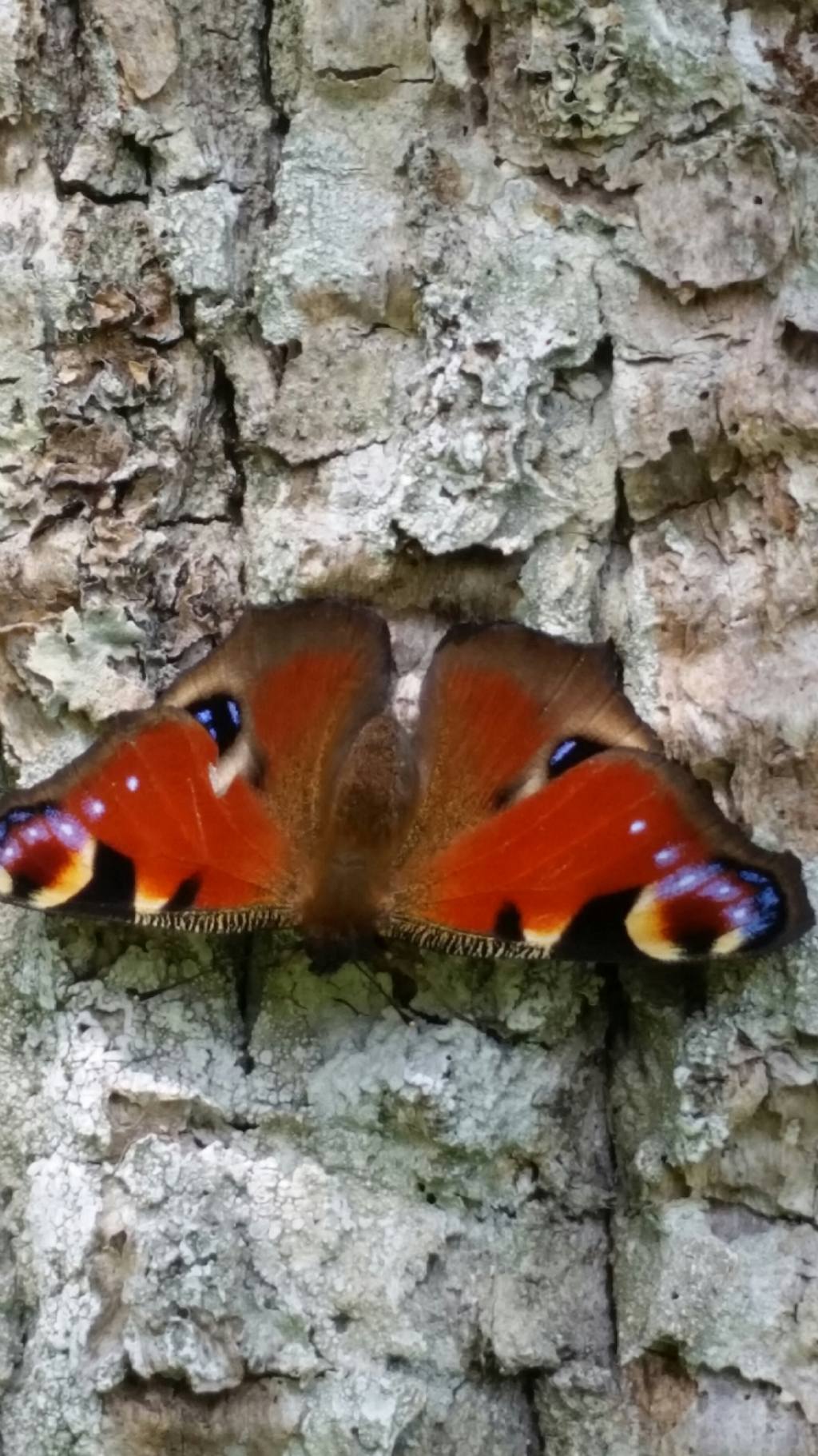 Riconoscimento farfalla1? Aglais io - Nymphalidae